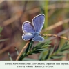 plebejus maracandicus sarykum male1